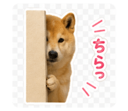 862902955