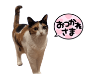 862908658