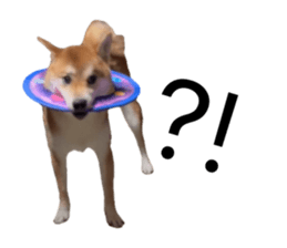 862912593