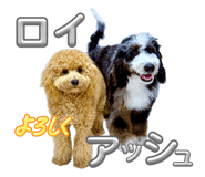 862917093