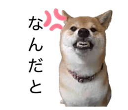 862919009