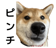 862919014