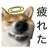 862919019