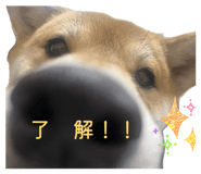 862919020