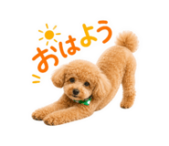862921162