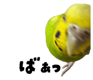 862927715
