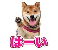 862932860