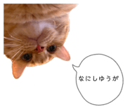 862941977