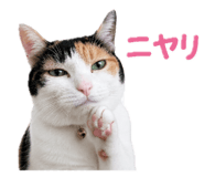 862944034