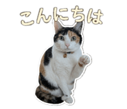 862944038