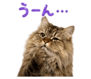 862946042