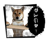 862966676