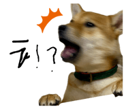 862966677
