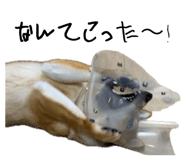862966678