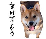 862966681