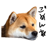 862966682