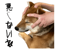 862966683
