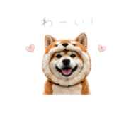 862968991