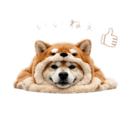 862968994