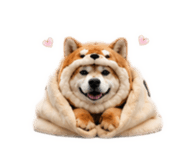 862968995