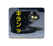862970214