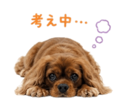 862971060