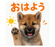 862971449