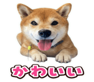 862971856