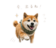 862976942