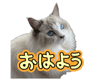 862976981