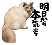 862976992
