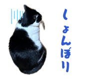 862977534
