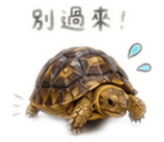 863047590