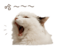 863082258