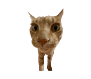 863085995