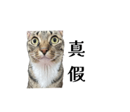 863086006