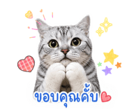 863111511