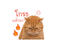 863141206