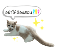 863199529