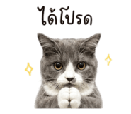 863200243