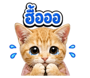 863204537
