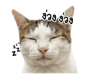 863223938