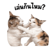 863224342