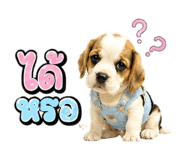863234262