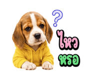 863234977