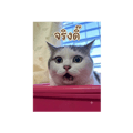 863236081