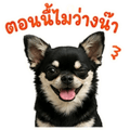 863239156