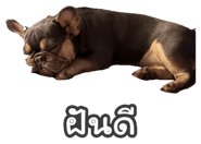 863243504