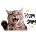 863246245
