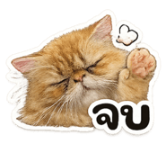 863248894